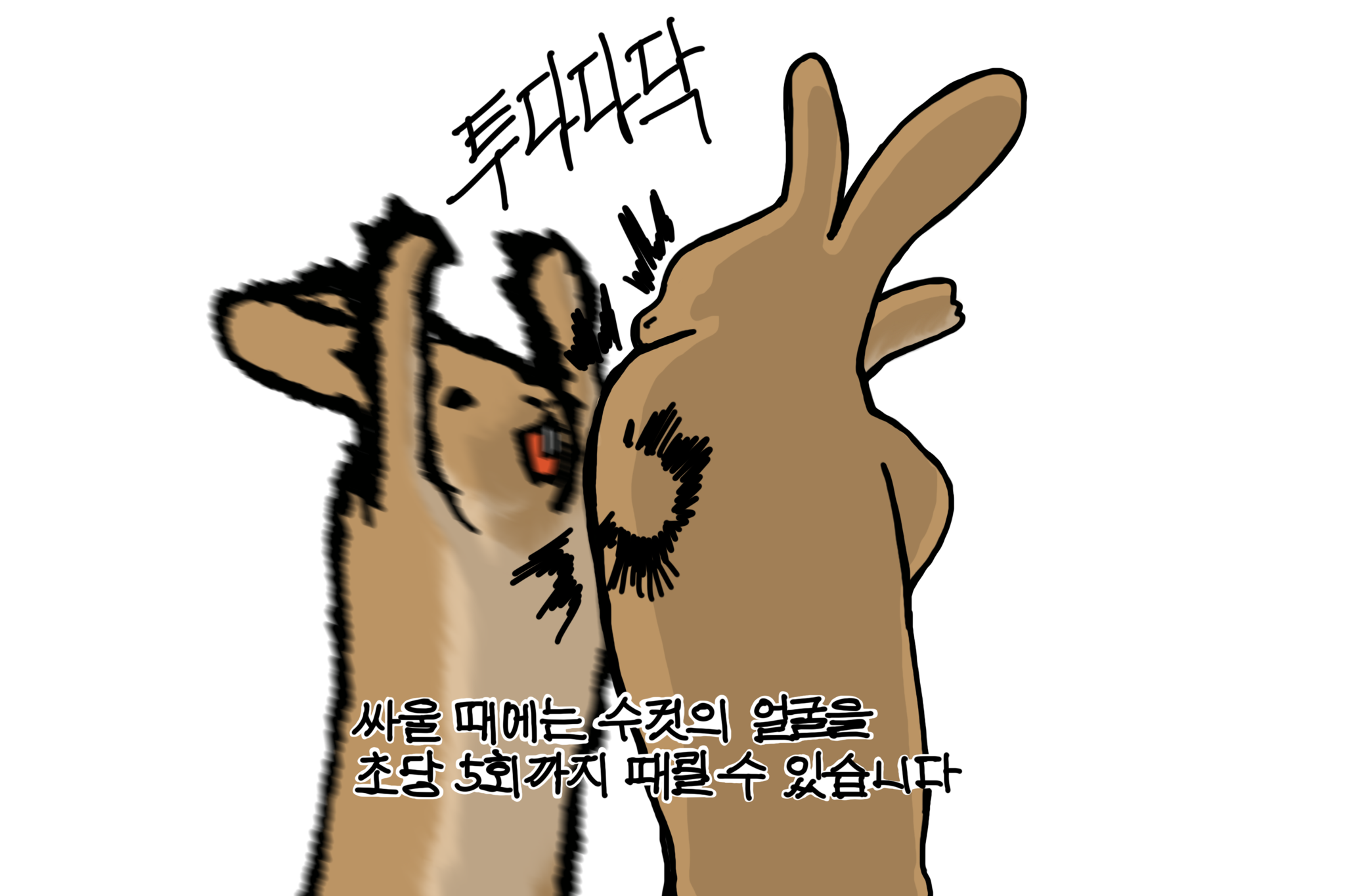 다투는 토끼 부부